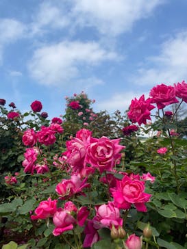 京成バラ園に投稿された画像（2023/7/1）