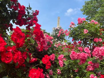 京成バラ園に投稿された画像（2023/7/1）