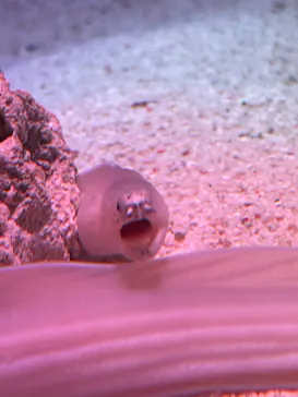 マクセル アクアパーク品川に投稿された画像（2023/7/2）