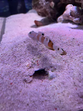 マクセル アクアパーク品川に投稿された画像（2023/7/2）