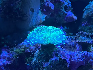 マクセル アクアパーク品川に投稿された画像（2023/7/2）