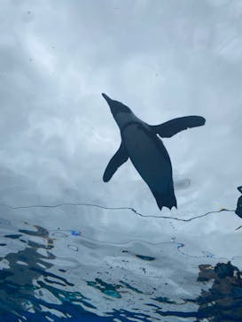 サンシャイン水族館に投稿された画像（2023/7/2）