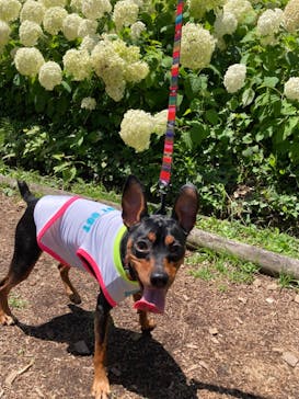 わんダフルネイチャーヴィレッジに投稿された画像（2023/7/2）