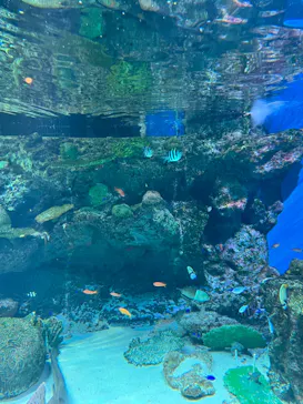 マクセル アクアパーク品川に投稿された画像（2023/7/2）