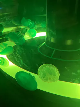 マクセル アクアパーク品川に投稿された画像（2023/7/2）