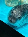 アクアワールド茨城県大洗水族館に投稿された画像（2023/7/2）