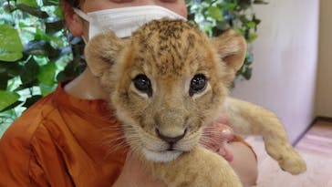 しろとり動物園に投稿された画像（2023/6/30）