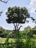 よこはま動物園ズーラシアに投稿された画像（2023/7/2）
