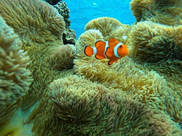 宮古島 ADVENTURE PiPi（ミヤコジマ アドベンチャー ピピ）に投稿された画像（2023/7/2）