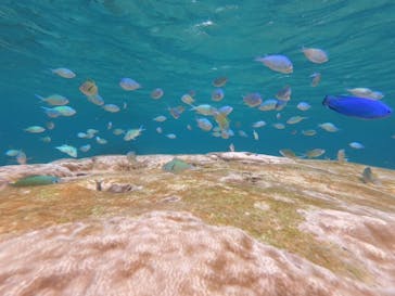 宮古島 ADVENTURE PiPi（ミヤコジマ アドベンチャー ピピ）に投稿された画像（2023/7/2）