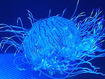 名古屋港水族館に投稿された画像（2023/7/2）