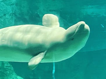 名古屋港水族館に投稿された画像（2023/7/2）