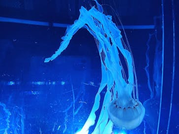 名古屋港水族館に投稿された画像（2023/7/2）