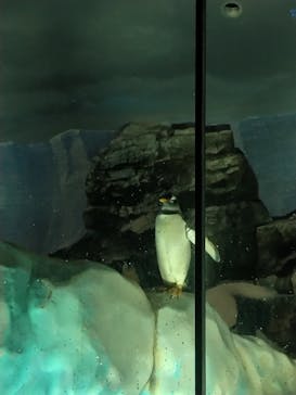 名古屋港水族館に投稿された画像（2023/7/2）