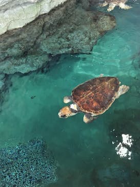 名古屋港水族館に投稿された画像（2023/7/2）