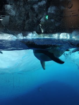 名古屋港水族館に投稿された画像（2023/7/2）