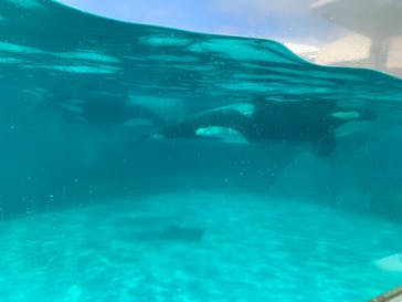 鴨川シーワールドに投稿された画像（2023/7/2）