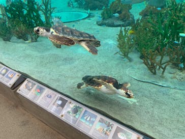 鴨川シーワールドに投稿された画像（2023/7/2）