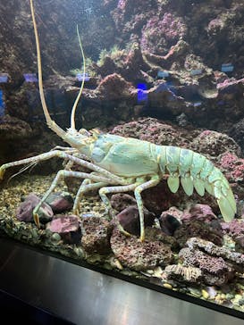 串本海中公園水族館に投稿された画像（2023/7/2）