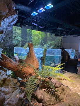 カワスイ 川崎⽔族館に投稿された画像（2023/7/2）