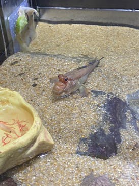 カワスイ 川崎⽔族館に投稿された画像（2023/7/2）