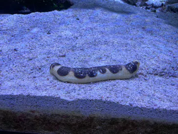 すみだ水族館に投稿された画像（2023/7/2）