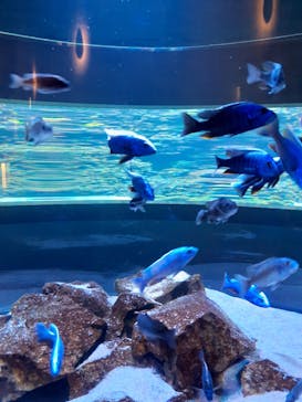 大分マリーンパレス水族館 「うみたまご」に投稿された画像（2023/7/2）