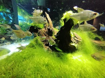 カワスイ 川崎⽔族館に投稿された画像（2023/7/2）