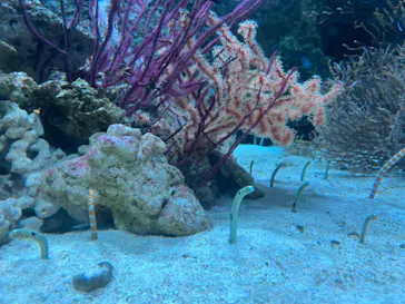 マクセル アクアパーク品川に投稿された画像（2023/7/2）