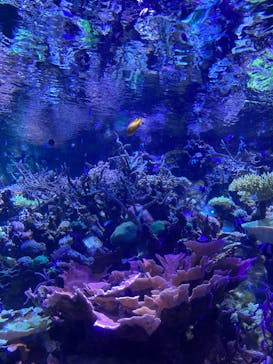 名古屋港水族館に投稿された画像（2023/7/2）