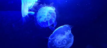 サンシャイン水族館に投稿された画像（2023/7/2）