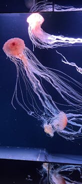 サンシャイン水族館に投稿された画像（2023/7/2）