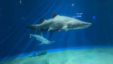 アクアワールド茨城県大洗水族館に投稿された画像（2023/7/2）