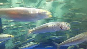 しながわ水族館に投稿された画像（2023/7/2）