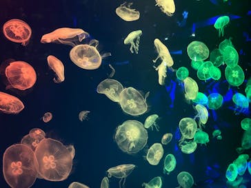 名古屋港水族館に投稿された画像（2023/7/2）