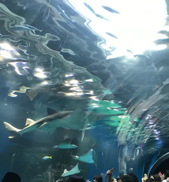 マクセル アクアパーク品川に投稿された画像（2023/7/2）