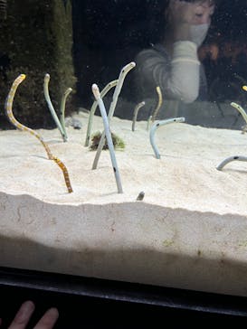 京都水族館に投稿された画像（2023/7/2）