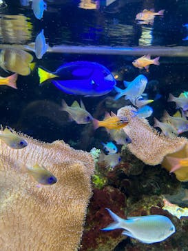 京都水族館に投稿された画像（2023/7/2）