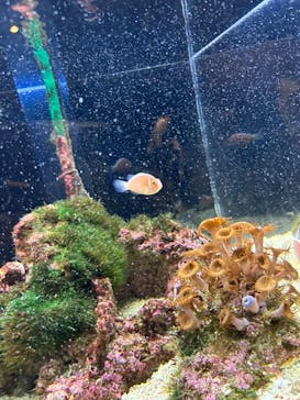 京都水族館に投稿された画像（2023/7/2）