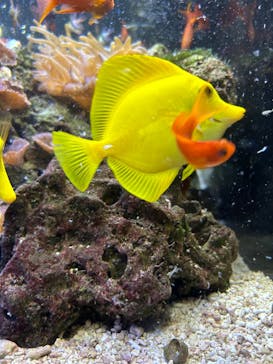 京都水族館に投稿された画像（2023/7/2）