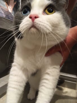 猫カフェモカ　立川店に投稿された画像（2023/7/2）