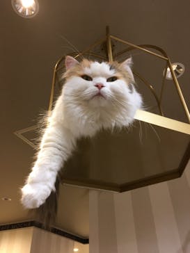 猫カフェモカ　立川店に投稿された画像（2023/7/2）