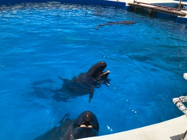 沖縄美ら海水族館に投稿された画像（2023/7/2）