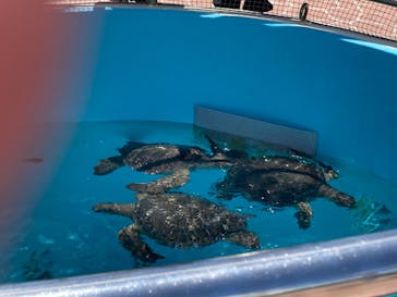 沖縄美ら海水族館に投稿された画像（2023/7/2）