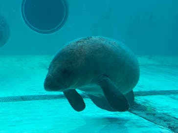 沖縄美ら海水族館に投稿された画像（2023/7/2）