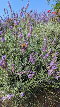 いばらきフラワーパークに投稿された画像（2023/7/2）