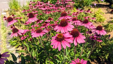 いばらきフラワーパークに投稿された画像（2023/7/2）