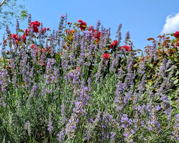 いばらきフラワーパークに投稿された画像（2023/7/2）