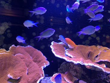 横浜開運水族館 フォーチュンアクアリウムに投稿された画像（2023/7/2）