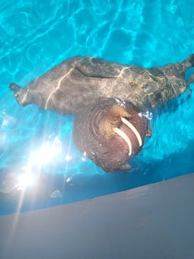 鴨川シーワールドに投稿された画像（2023/7/2）